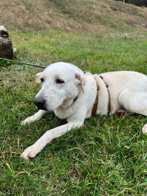 Easy, La Dolcezza Di Un Labrador Color Miele